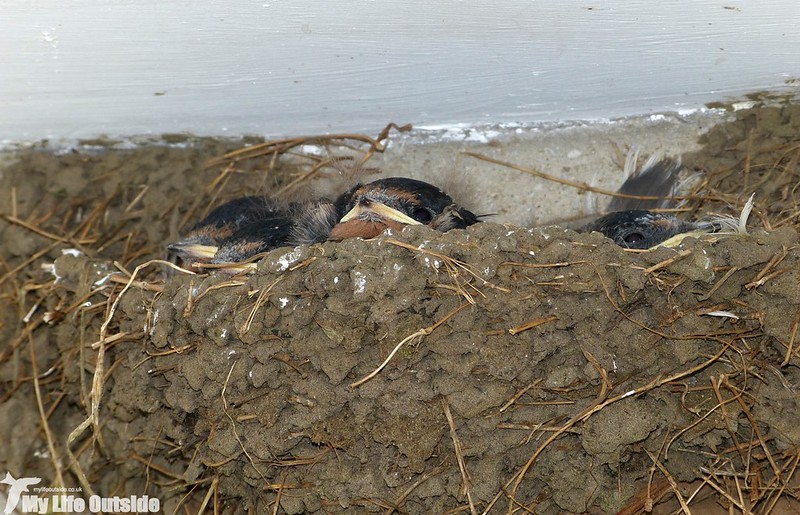 P1140930 - Swallows, Skomer Island