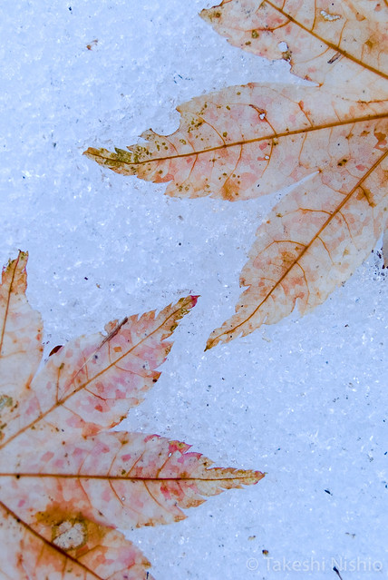 transparent leaves
