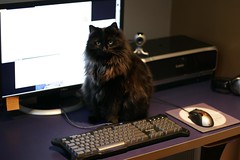 black cat obscures the monitor 