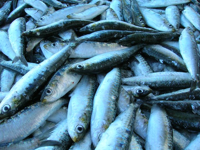 sardines spectral analysis
