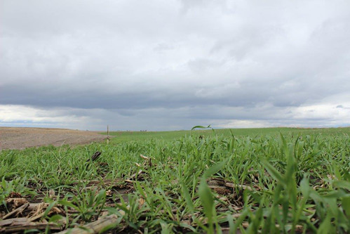 Cover crops and no-till on Brian Parkinson's farm
