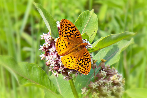 orange flower color macro nature butterfly insect outdoors photography photo spring nikon colorful flickr foto bright image picture newengland vivid lepidoptera papillon coolpix capture commonmilkweed greatspangledfritillarybutterfly springbutterfly plainvillemassachusetts l330