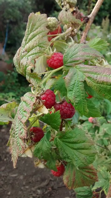 raspberries Jul 15 2
