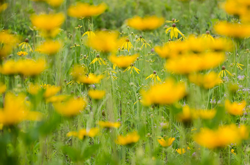 flowers summer nature wisconsin outdoors cloudy yonder jilly dogpark tamron danecounty nikon7000