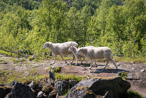 summer norway sheep lapland daytime norja lammas storfjord steindalen annekaihola