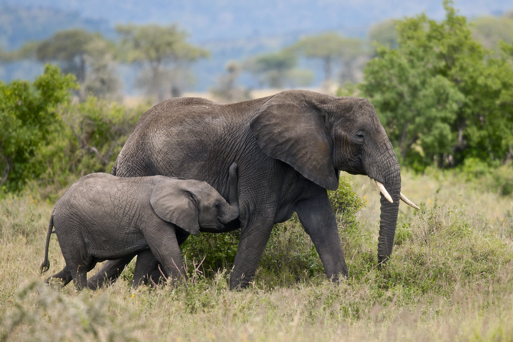 Éléphants dans le parc national du Serengeti