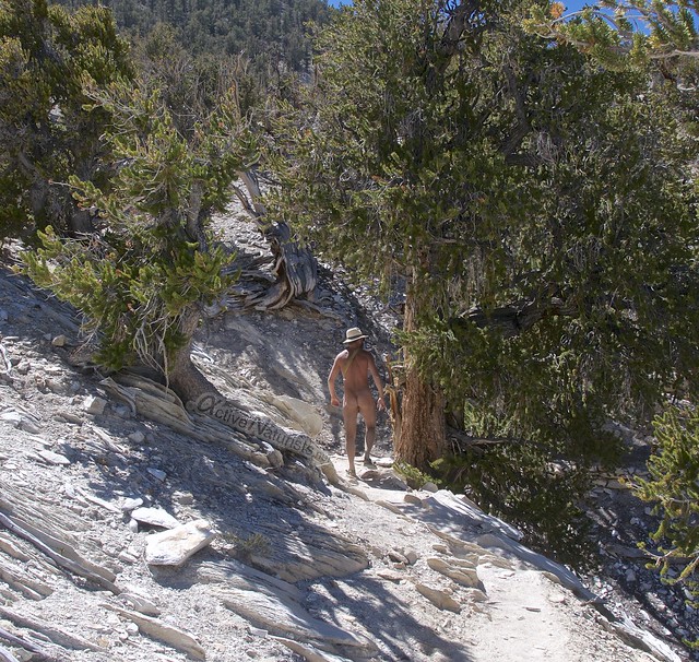 naturist 0011 Ancient Bristlecone Pine Forest, California, USA