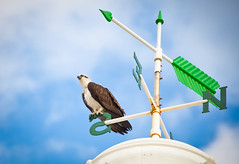 Osprey Perched on a Compass on top of a lighthouse