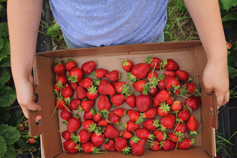 Kansas City Photographer Strawberry Picking