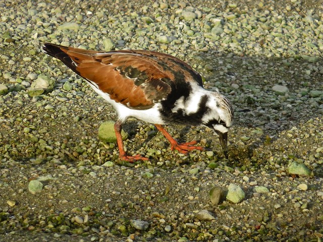 Ruddy Turnstone at the El Paso Sewage Treatment Center in Woodford County, IL 07