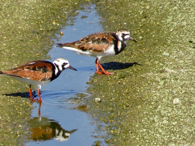 Ruddy Turnstone at the El Paso Sewage Treatment Center in Woodford County, IL 38