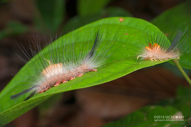 Caterpillar - DSC_4169