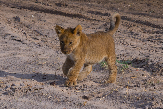 Cub on the move