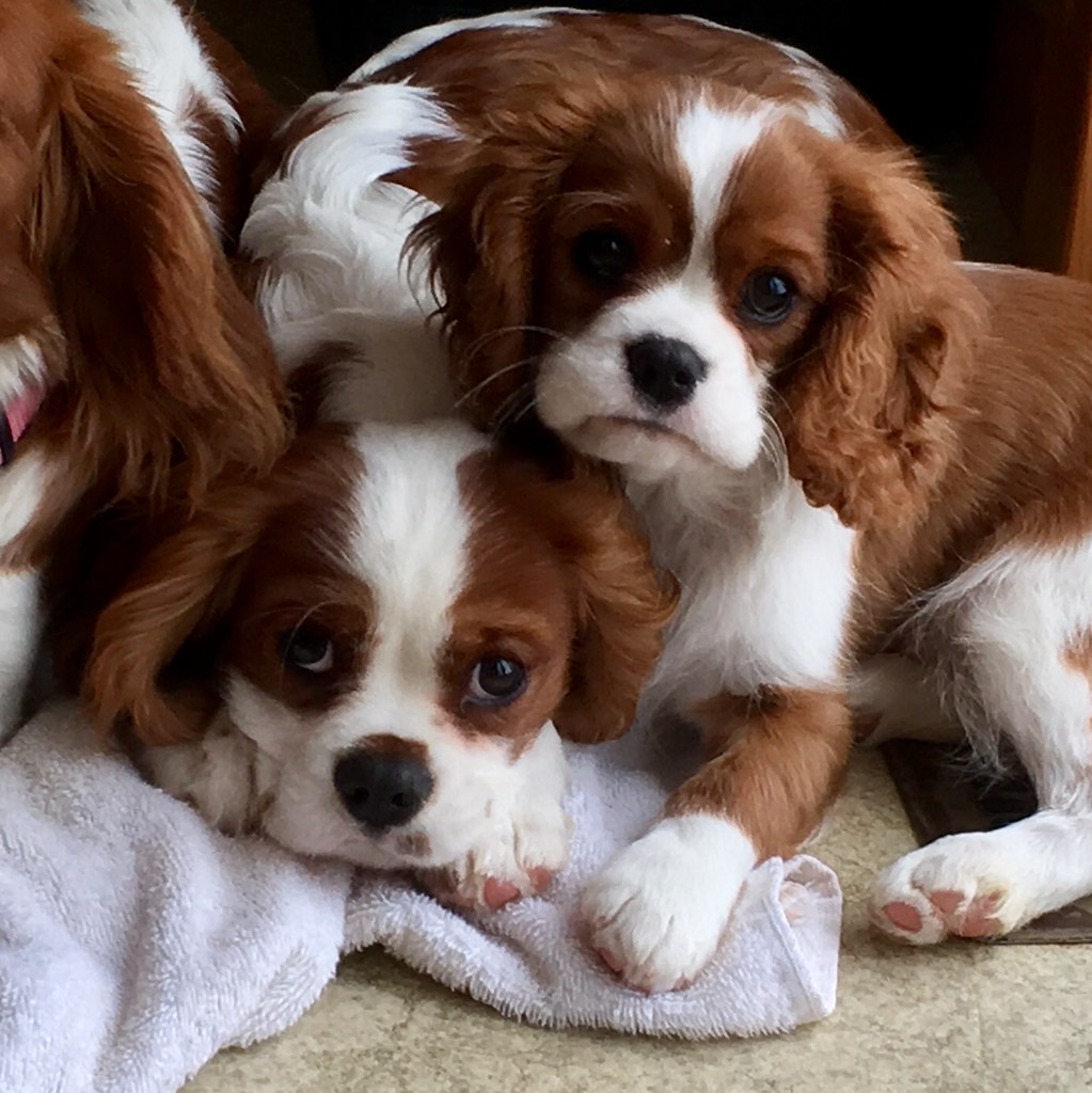 Cavalier King Charles Spaniel Puppies AKC Certified