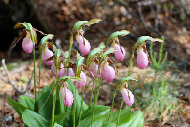 lady's slippers