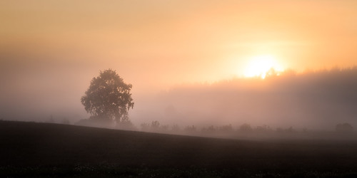 morning summer mist tree beautiful field silhouette june fog forest sunrise suomi finland landscape dawn scenery midsummer foggy maisema kesä usva sumu kesäkuu aamu auringonnousu toijala