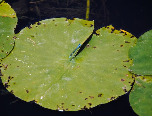 Dragonfly on Lily Pad