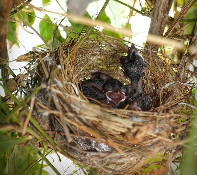 Red-vented bulbul nest