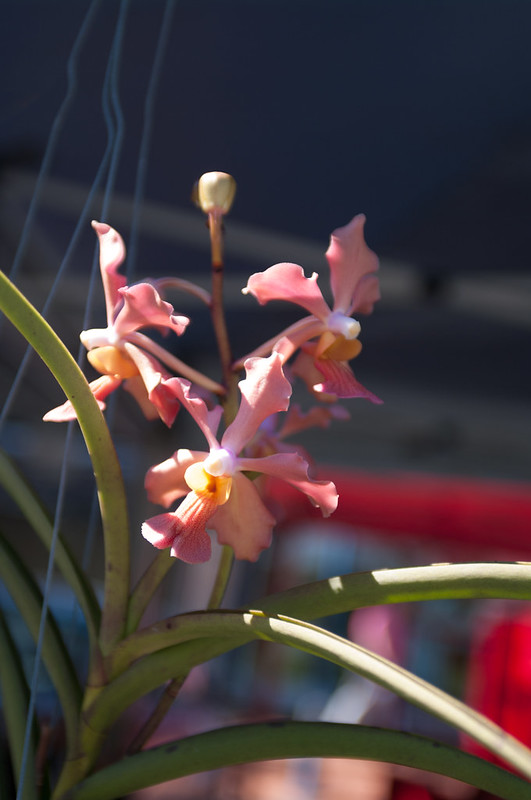 Orchid at the Cleveland Markets, Brisbane QLD Australia 20150802-VPR00329.jpg