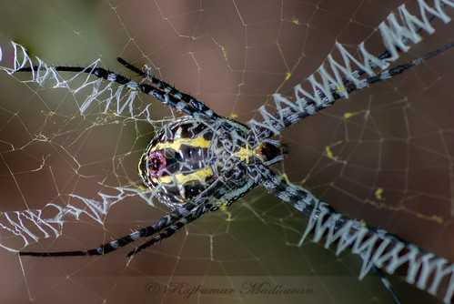 india spider cross argiope in ananthagiri telangana aemula burgupalle