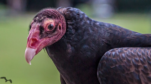 southcarolina vulture turkeyvulture awendaw avianconservationcenter thecenterforbirdsofprey