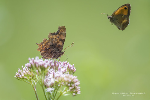 france butterfly air butterflies aurelia defense gatekeeper comma oranje polygoniacalbum zandoogje pyroniatithonus gehakkelde indreetloir