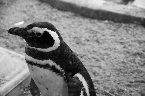 zoologico zoo pomerode zoopomerode zoologicopomerode animais penquin penguin pinguim pinguin