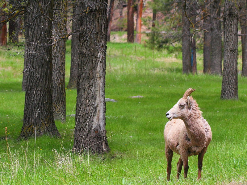 IMG_0370 Bighorn Sheep, Custer State Park