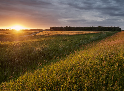 sunset field grass glow wheat manitoba springfield prairie nikkor1024mm morrismulvey
