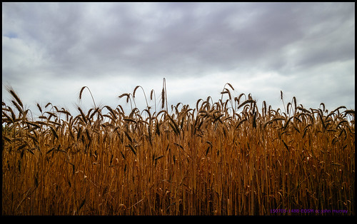 sky france wheat eurotrip fr 2015 poitoucharentes saulgond