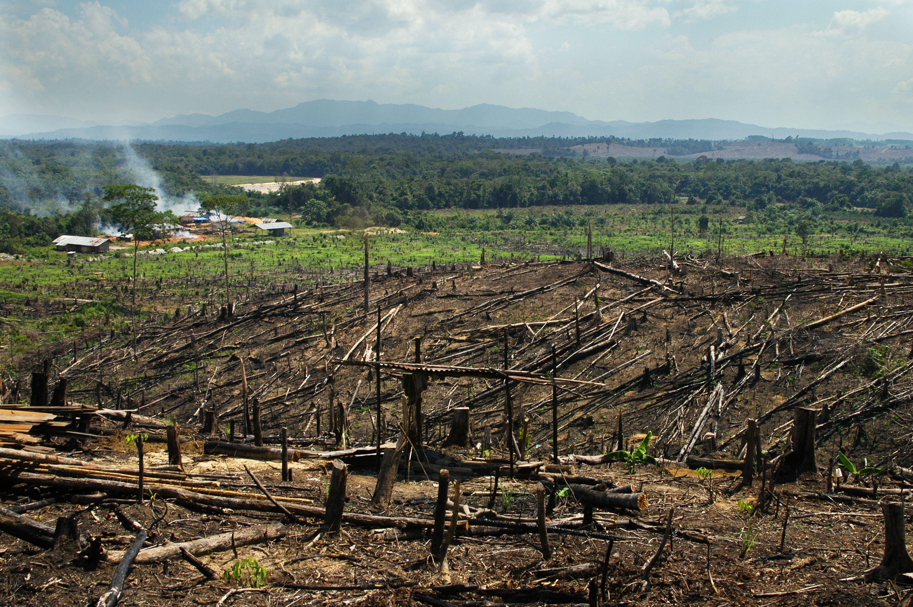 Burning rainforest on Sumatra to make space for palm oil plantations