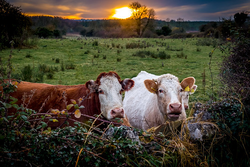 cow cows moo sunset sky cloud knockvicar roscommon ireland evening farm farming