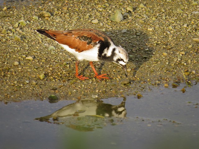 Ruddy Turnstone at the El Paso Sewage Treatment Center in Woodford County, IL 03