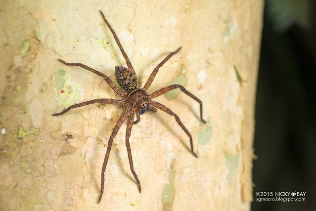 Huntsman spider (Sparassidae) - DSC_4520