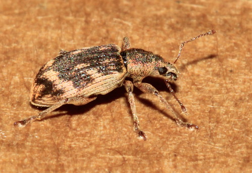 Polydrusus tereticollis 6396