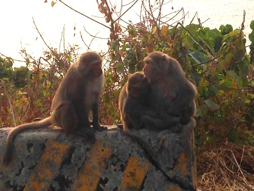 西子灣知名觀海點，獼猴也會隨著遊客聚集。攝影：廖靜蕙。本報資料照