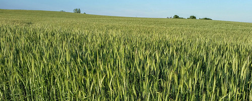 farm rye agriculture
