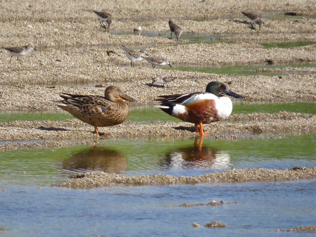 Northern Shoveler at El Paso Sewage Treatment Center in Woodford County, IL 01