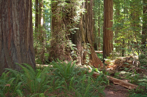california fern grove redwood redwoods stout jedediahsmithredwoodsstatepark