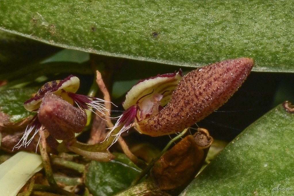 Bulbophyllum mirum