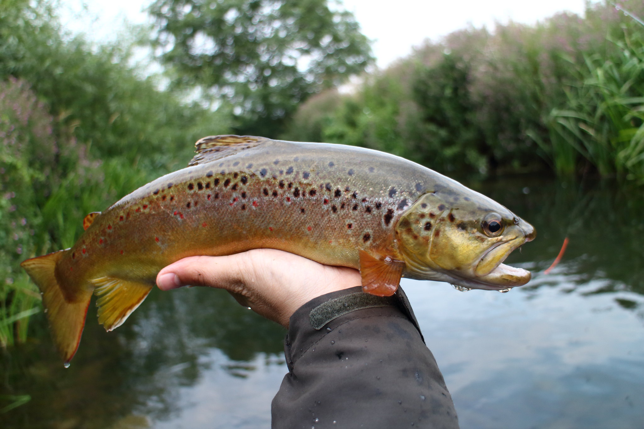 16" Brown Trout