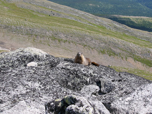 mountain nature scenery roman hiking britishcolumbia wildlife columbia ridge british marmot wilderness hikes tumbler tumblerridge