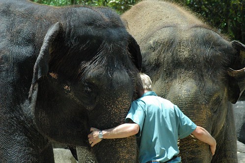 Elephant trainer at Auckland Zoo gives the Elephants a group hug / CC-BY