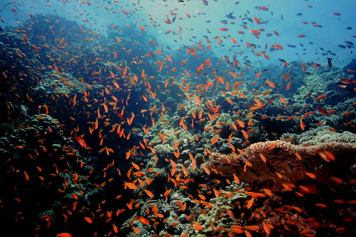 geotagged underwater view egypt scuba diving anthias marsaalam geolat2511985 geolon3487185