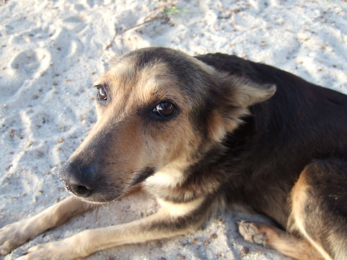 Dog on the beach in Saipan