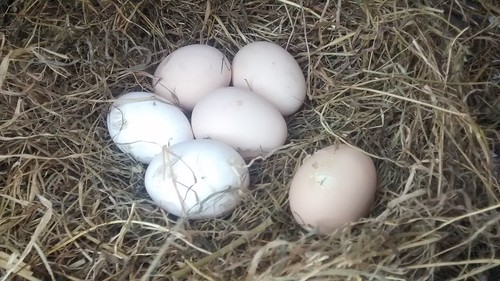 hatching eggs July 15