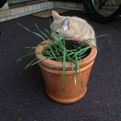 new ways to spoil your indoor cat - with cat grass