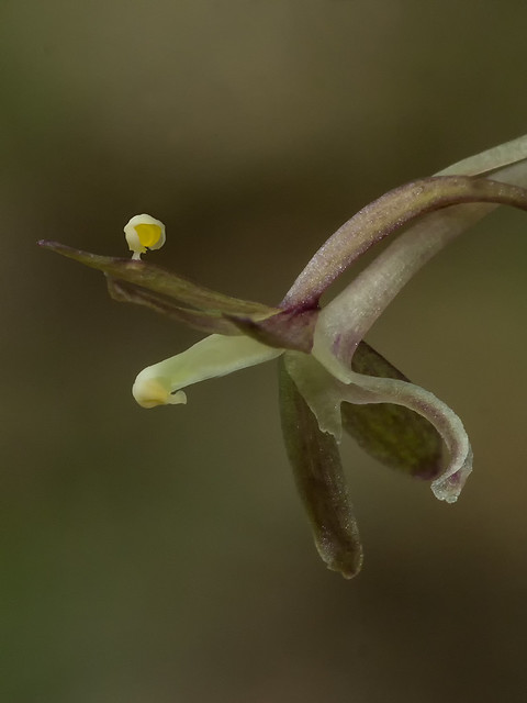 Crane-fly orchid flower with misplaced pollinaria