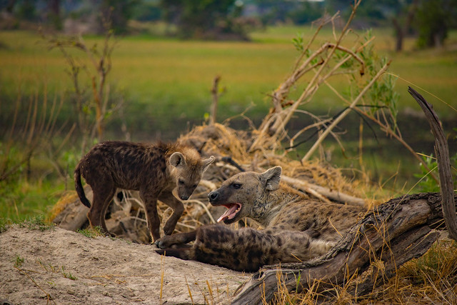 Hyena cubs and mama