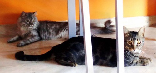 Bosco, gato pardo y negro tabby espectacular, nacido en Julio´13, en adopción. Valencia. ADOPTADO. 18778802296_6e233e60d5